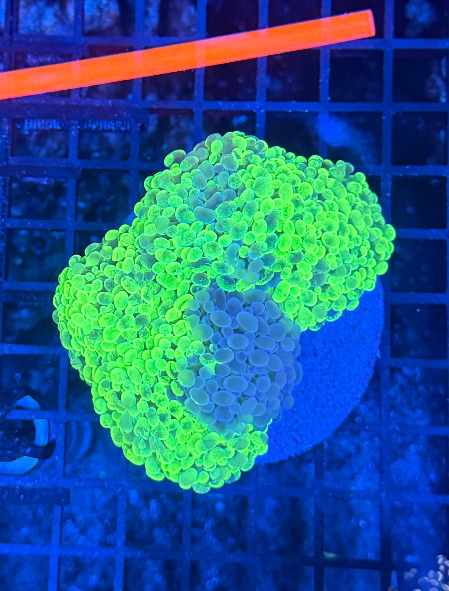 Splatter branching hammer colony