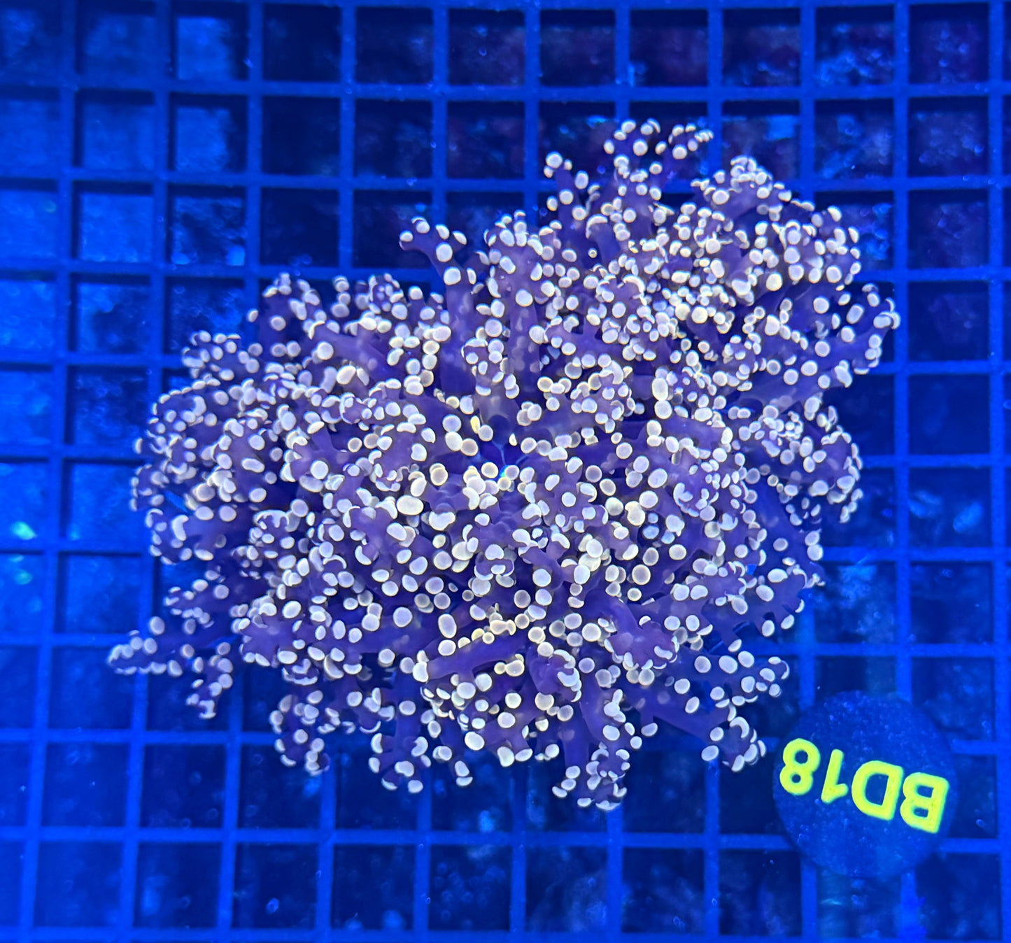 Orange branching frogspawn colony