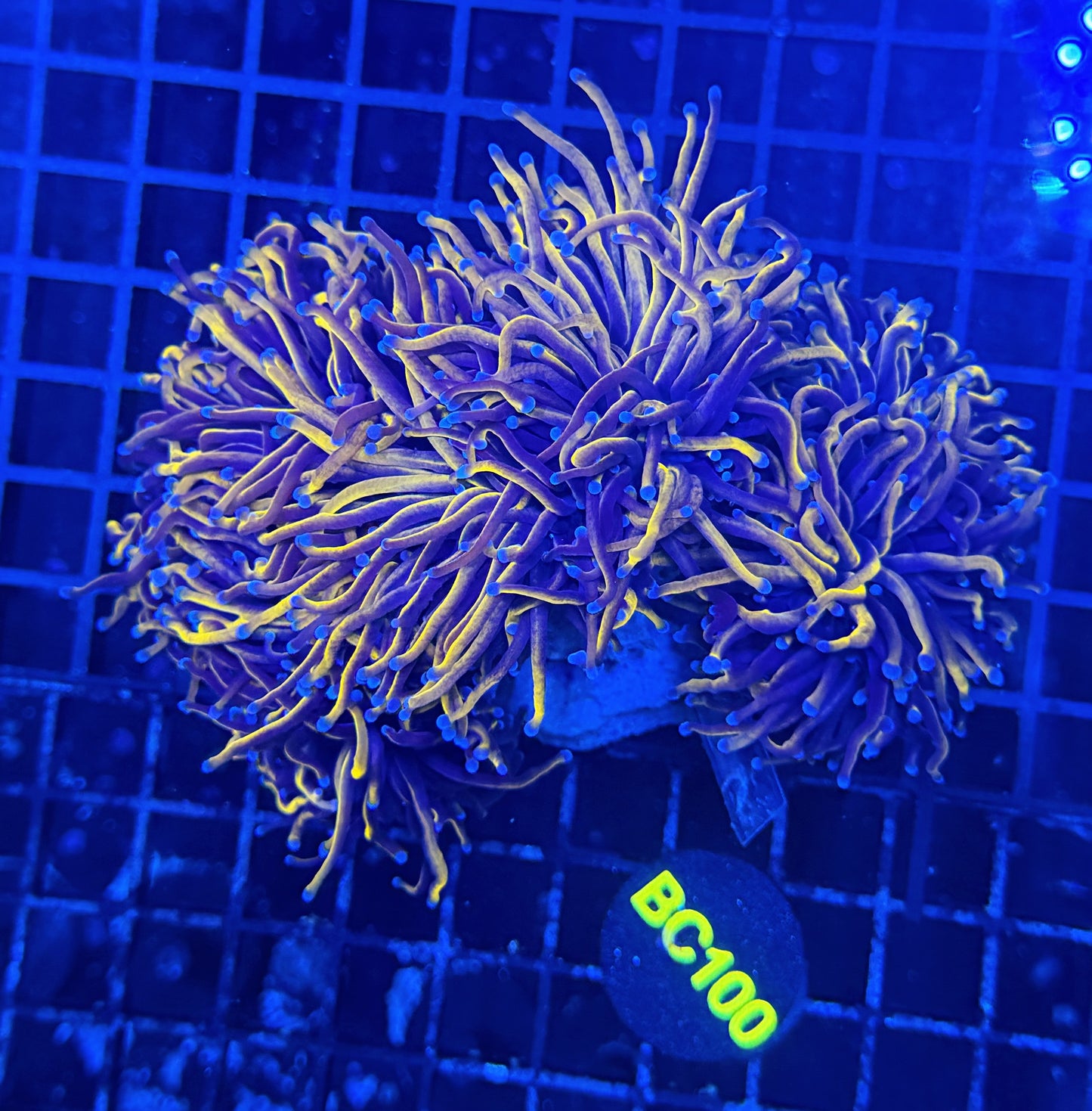 24k colony