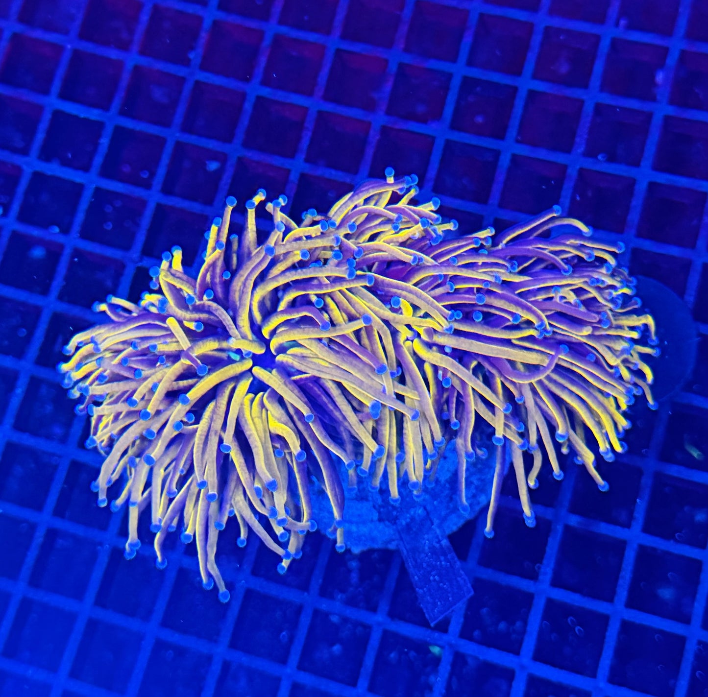 24k colony 3 heads