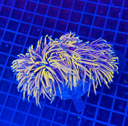 24k colony 3 heads