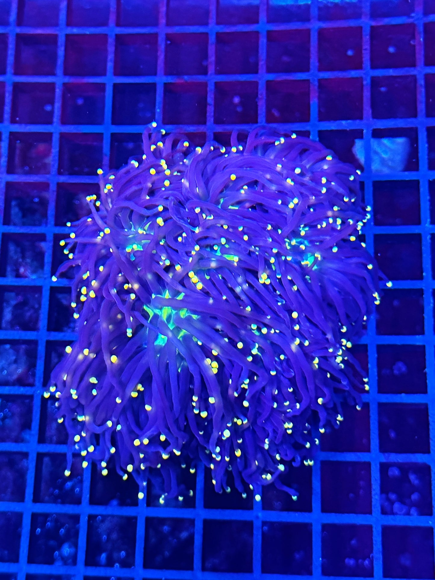 Indo neon tip colony