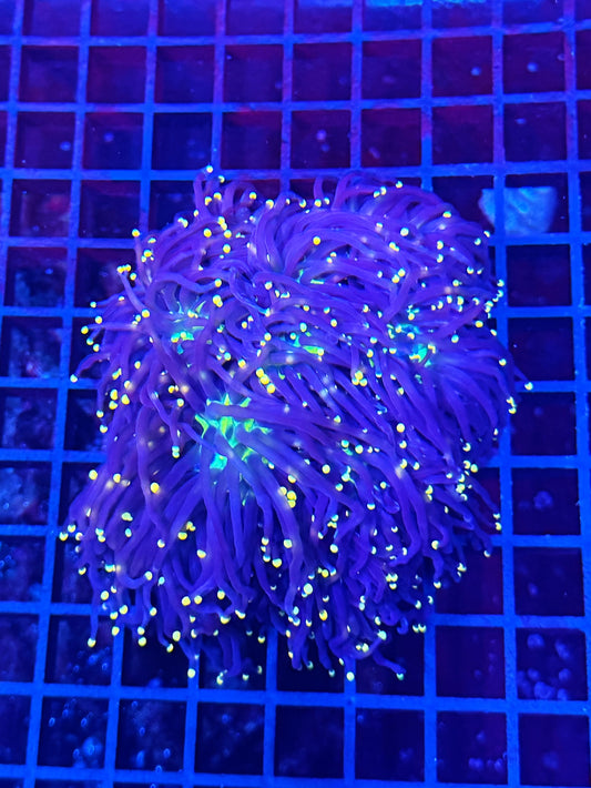 Indo neon tip colony