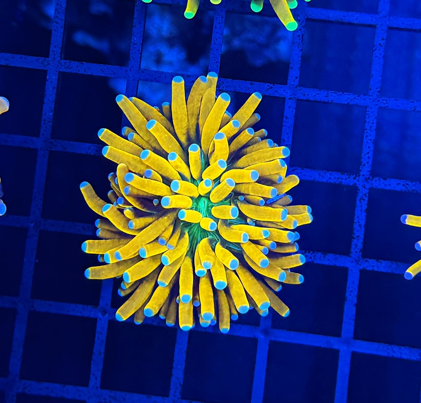 Banana grail
