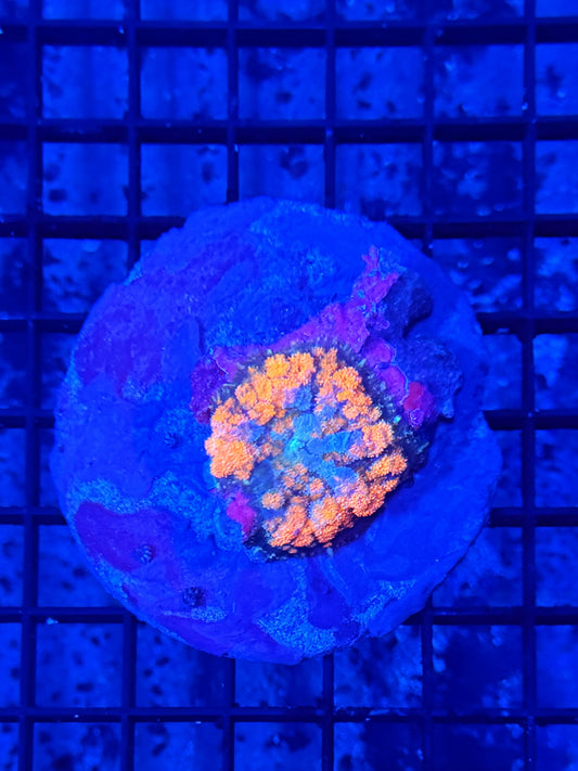 Pincushion Mushroom