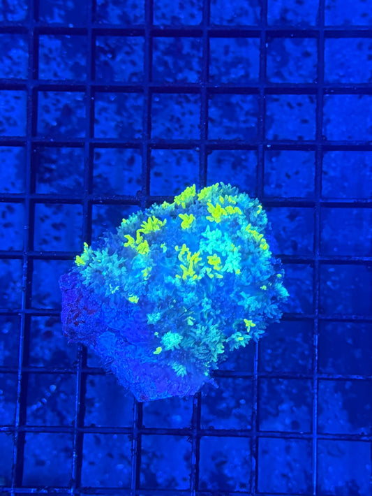 Blue magic carpet with neon tips XL