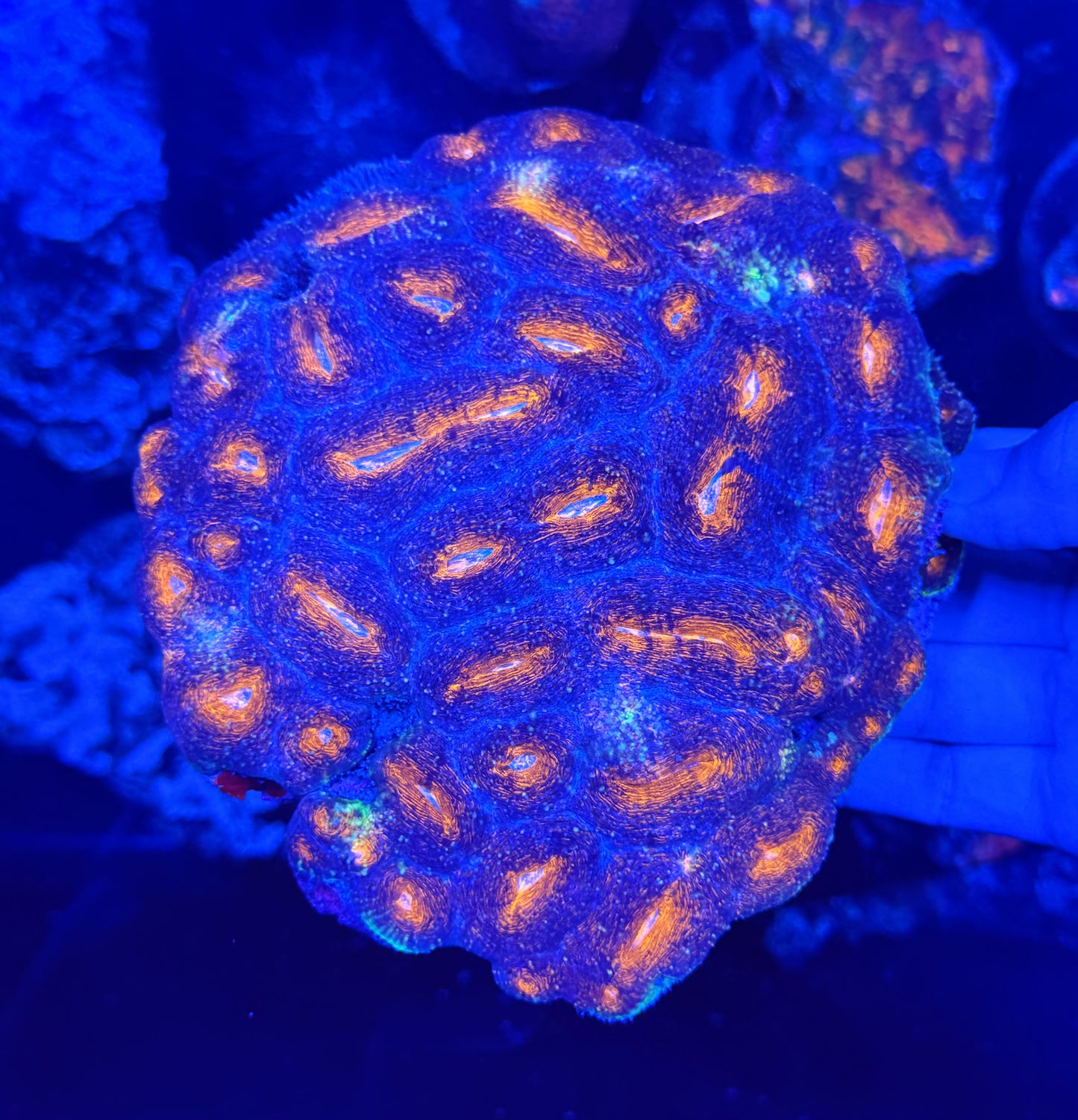 Bowerbanki show size