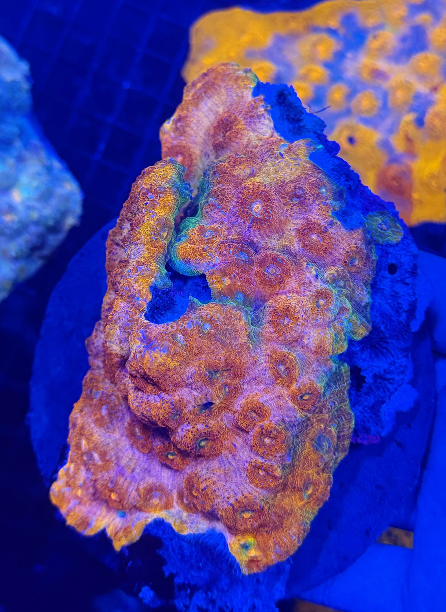 Rainbow chalice XL