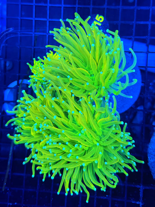 OG master 5 heads colony
