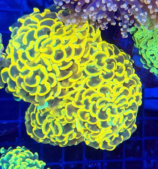Malay fat head hammer colony