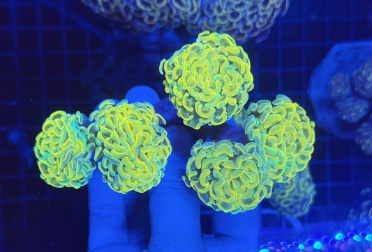 Malay fat hammer colony