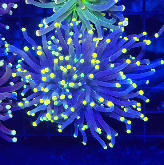 Malay yellow tip (expert only) large