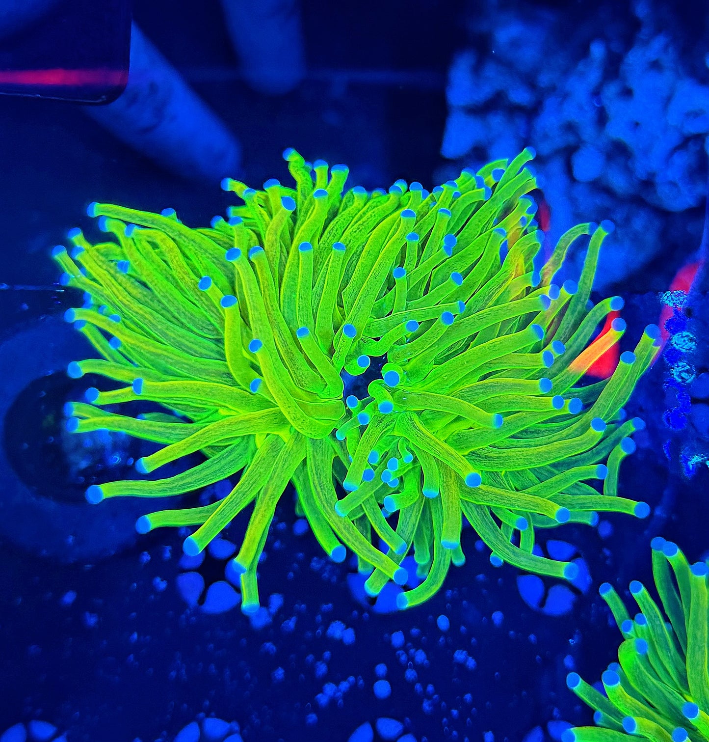 Glitter OG HG almost 2 heads