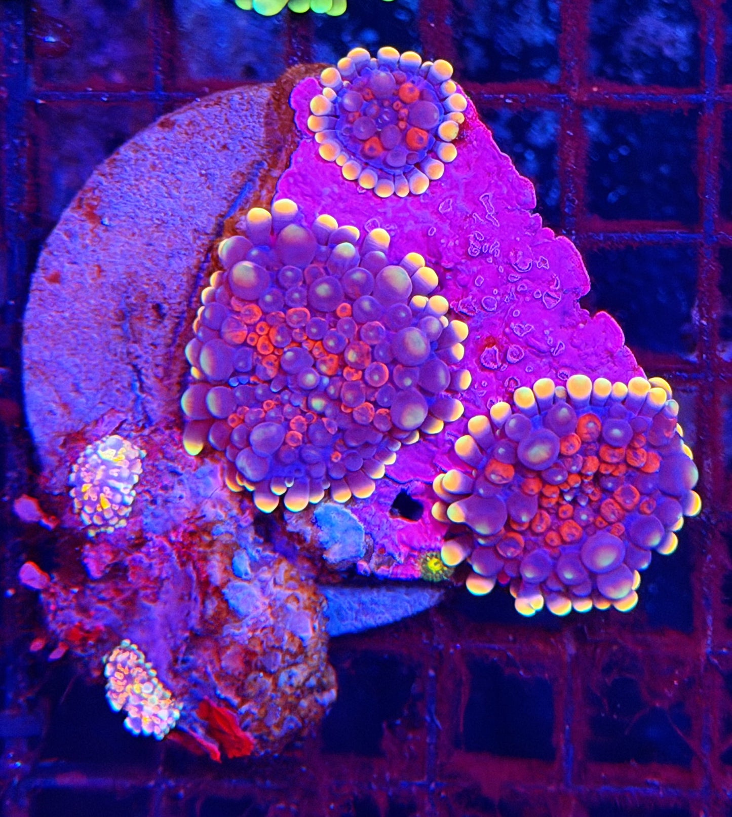 Malay bounce mushroom clearance Plate