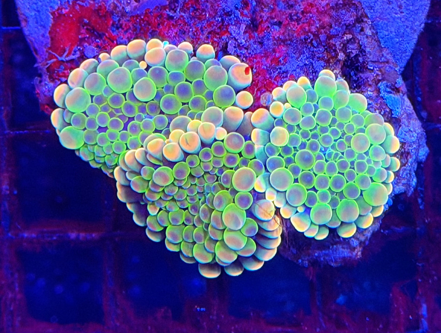 Malay bounce mushroom clearance X3