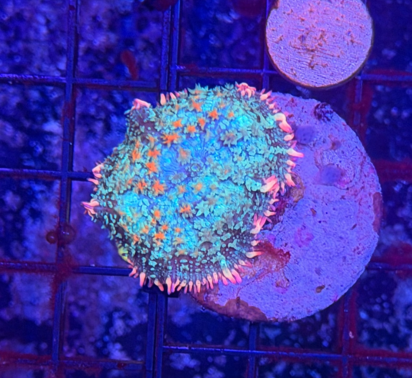 Rainbow Frankie