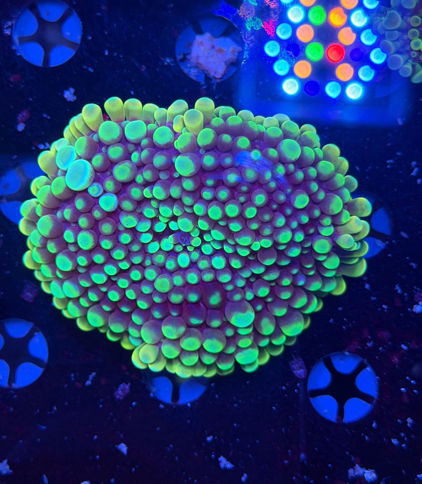 Malay bounce mushroom clearance