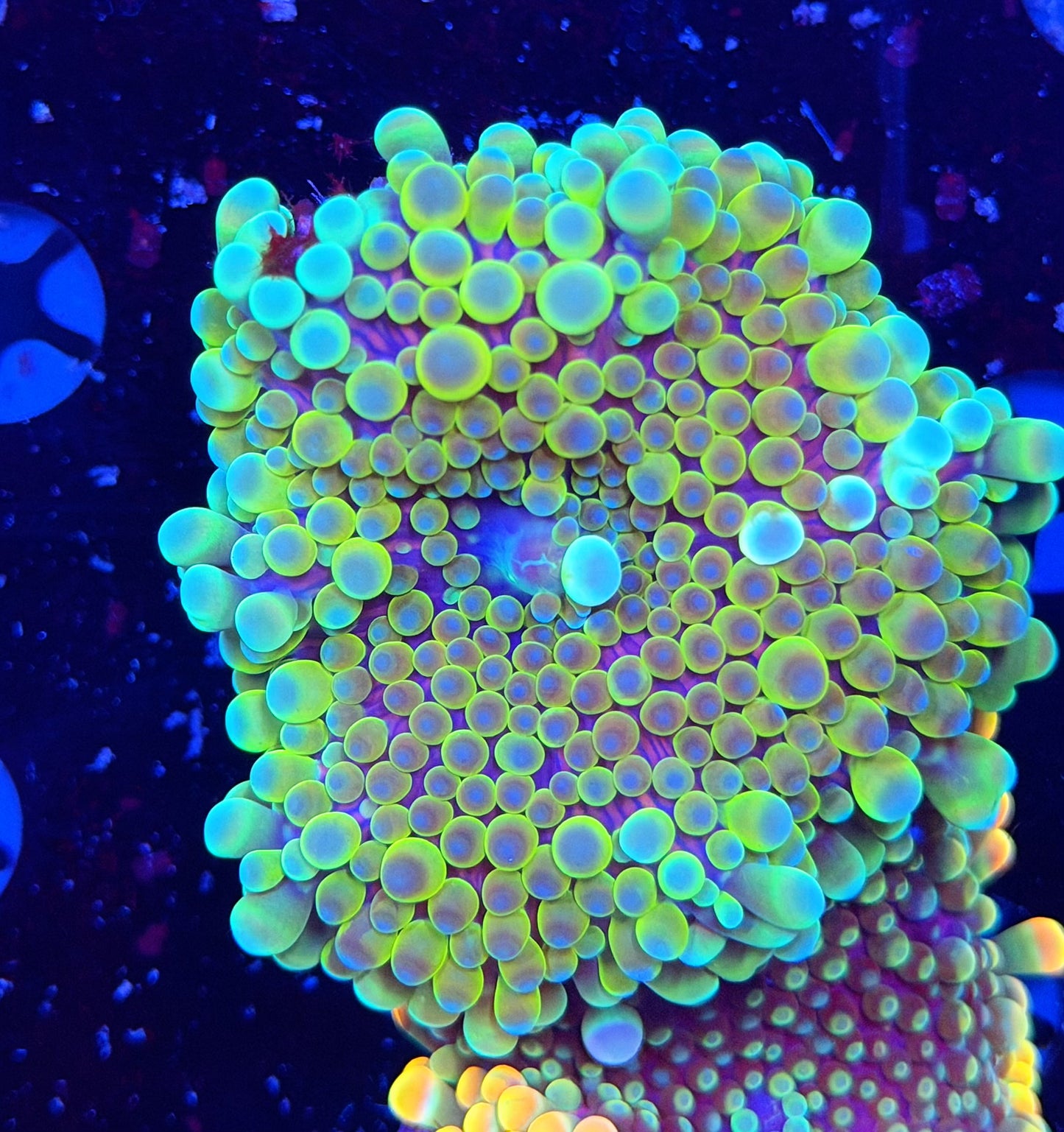Malay bounce mushroom clearance