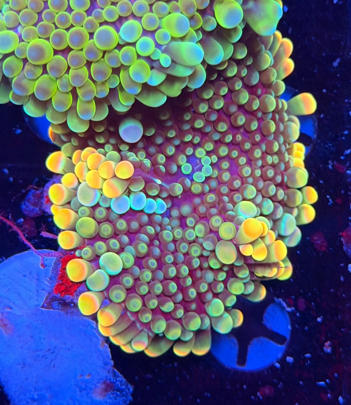 Malay bounce mushroom clearance