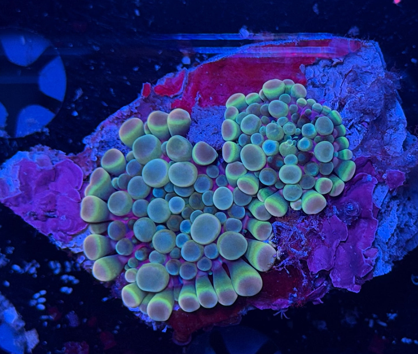 Malay bounce mushroom clearance