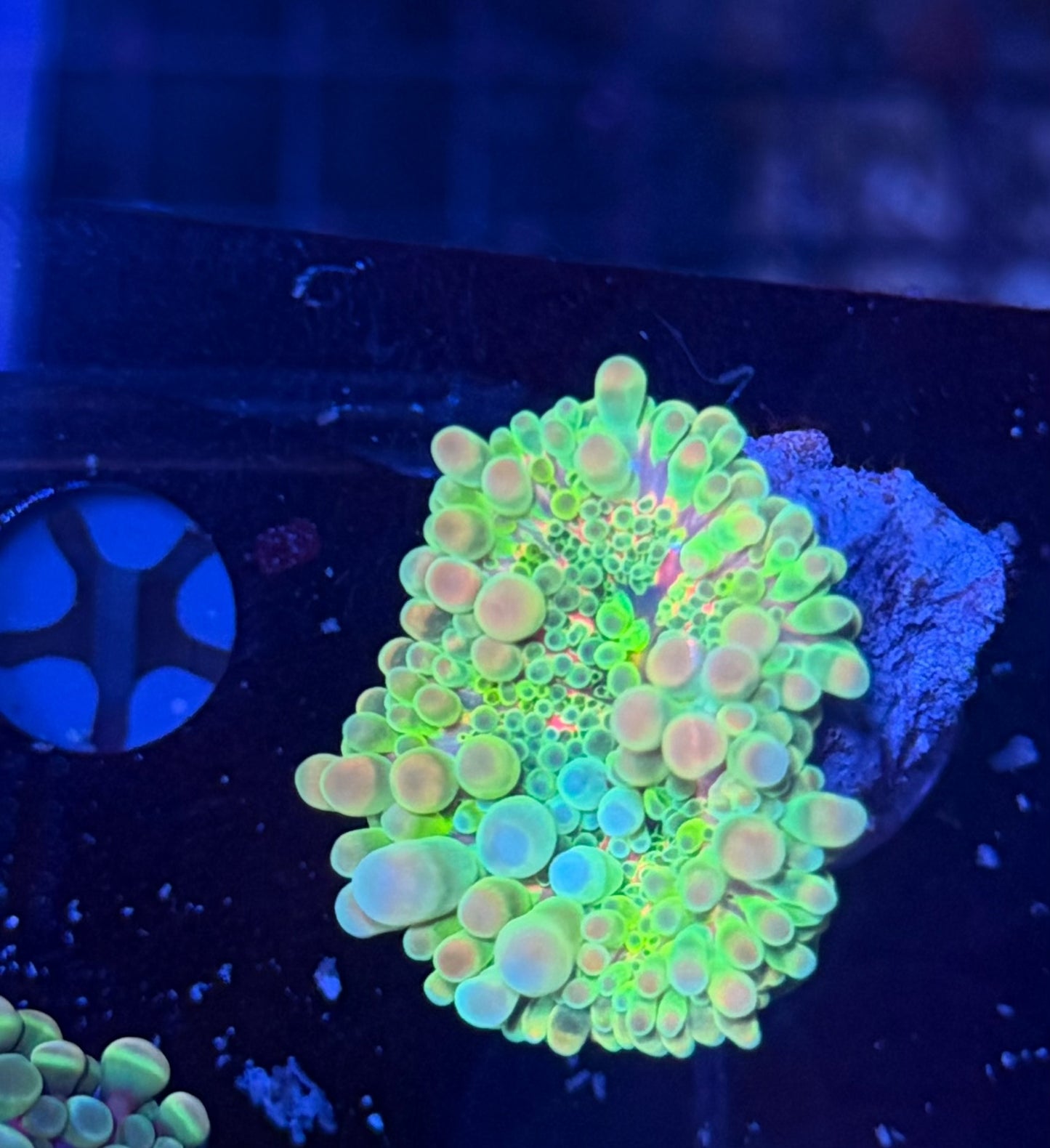 Malay bounce mushroom clearance