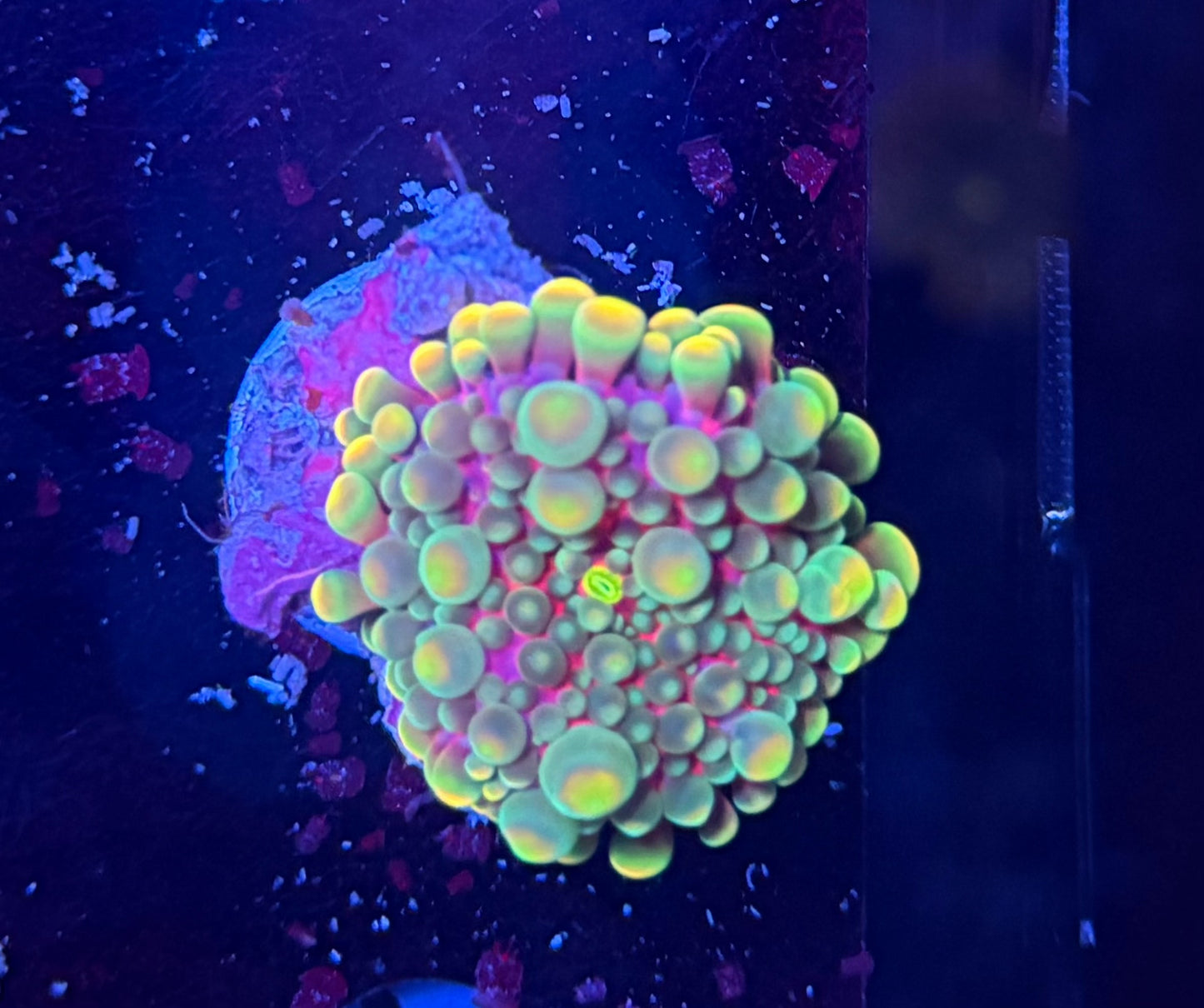 Malay bounce mushroom clearance