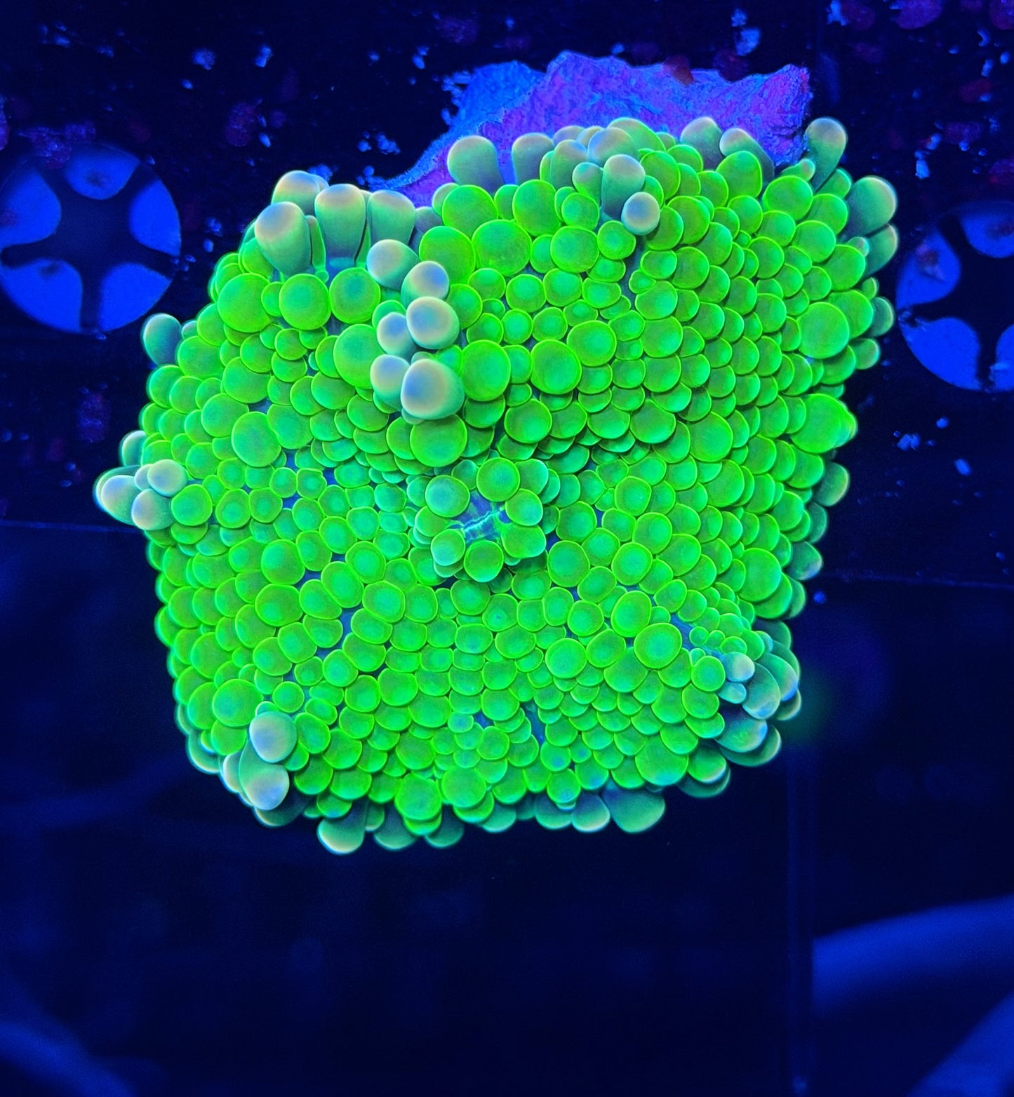 Malay bounce mushroom clearance