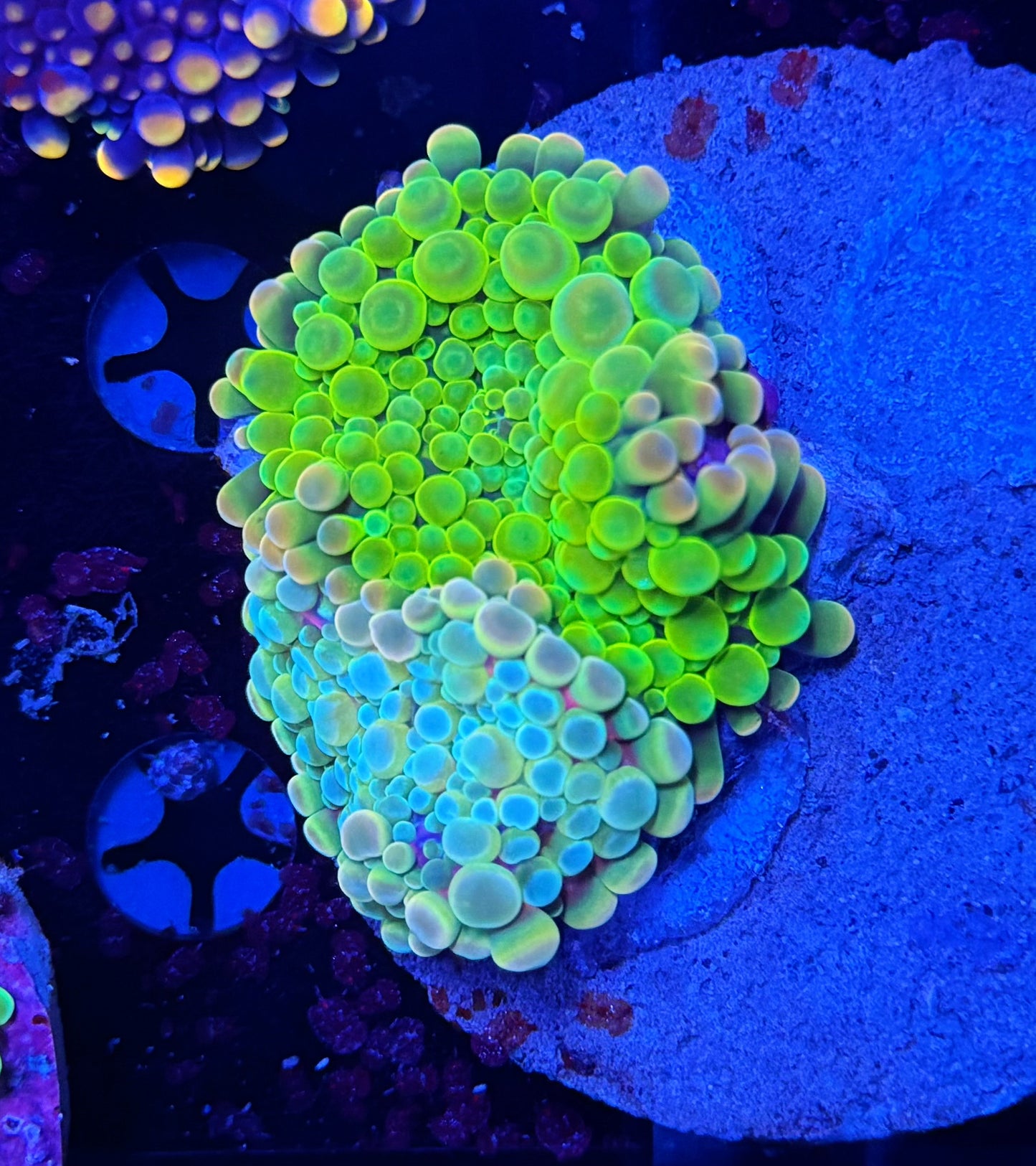 Malay bounce mushroom clearance x 2