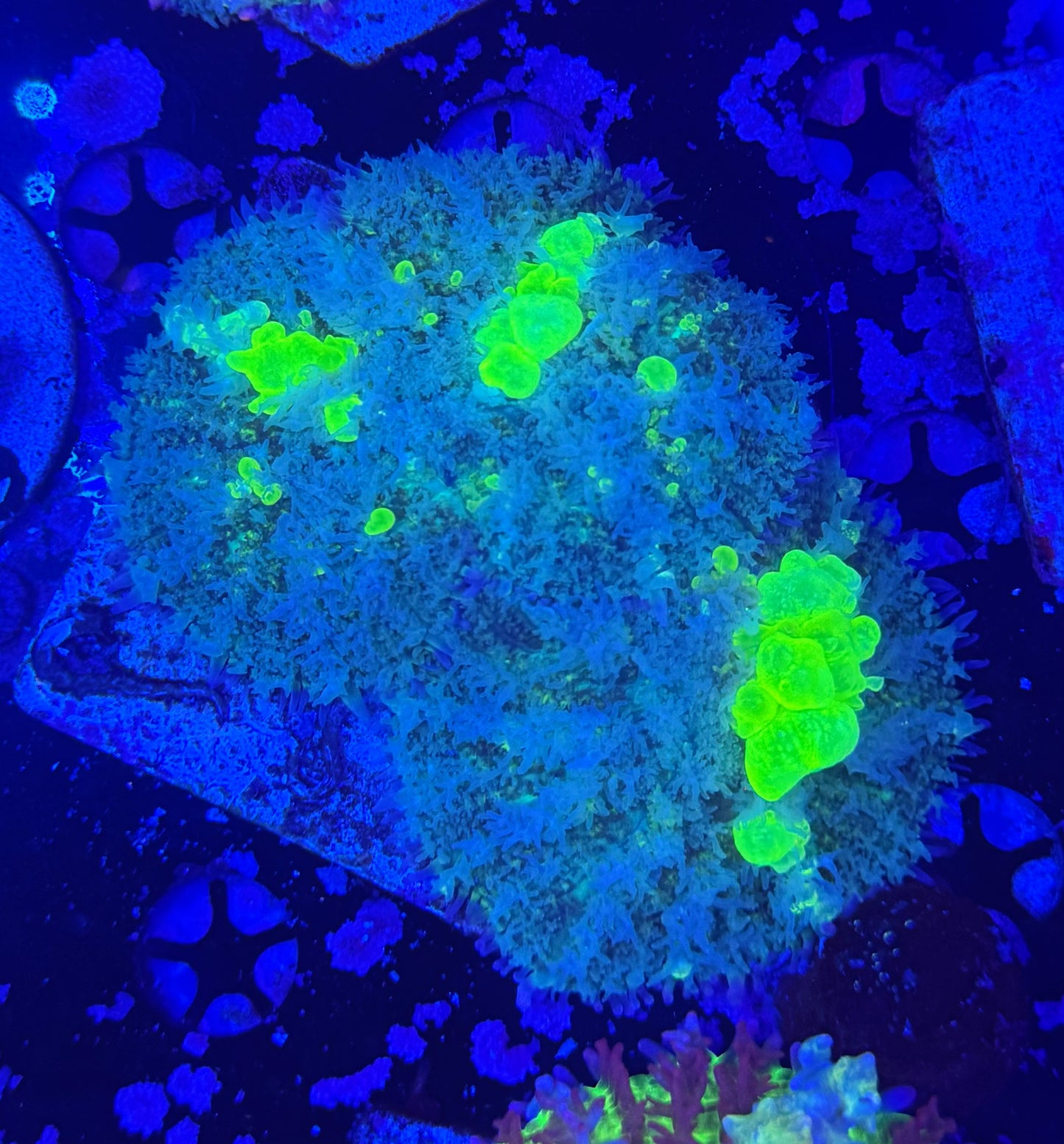 Wild biohazard bounce 2 large mushrooms