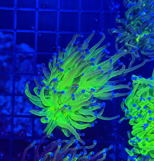 Indo rainbow HG