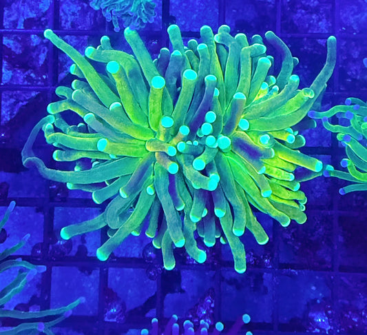 Malay rainbow torch large