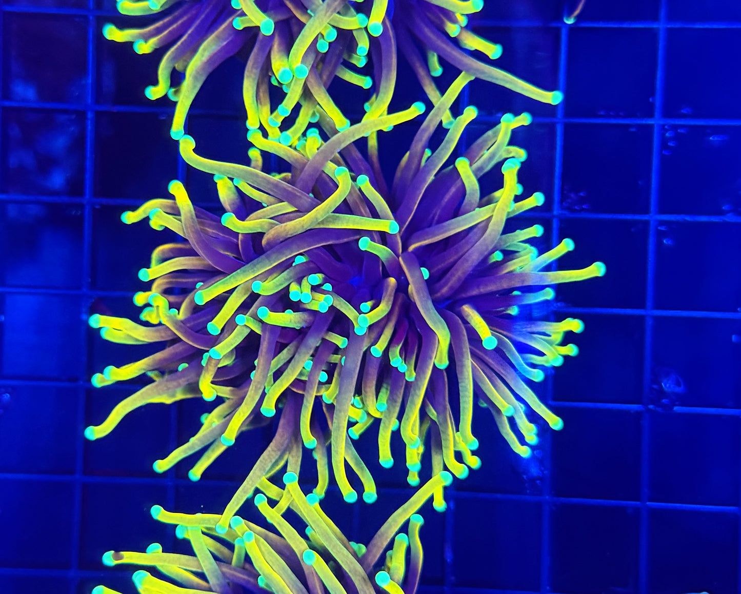 Hellfire large