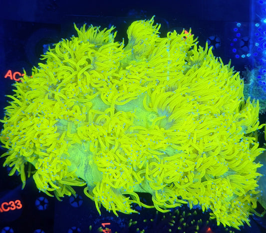 lemon drop elegance XXL