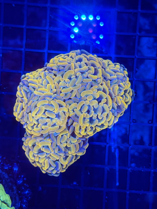 Rainbow Branching hammer colony