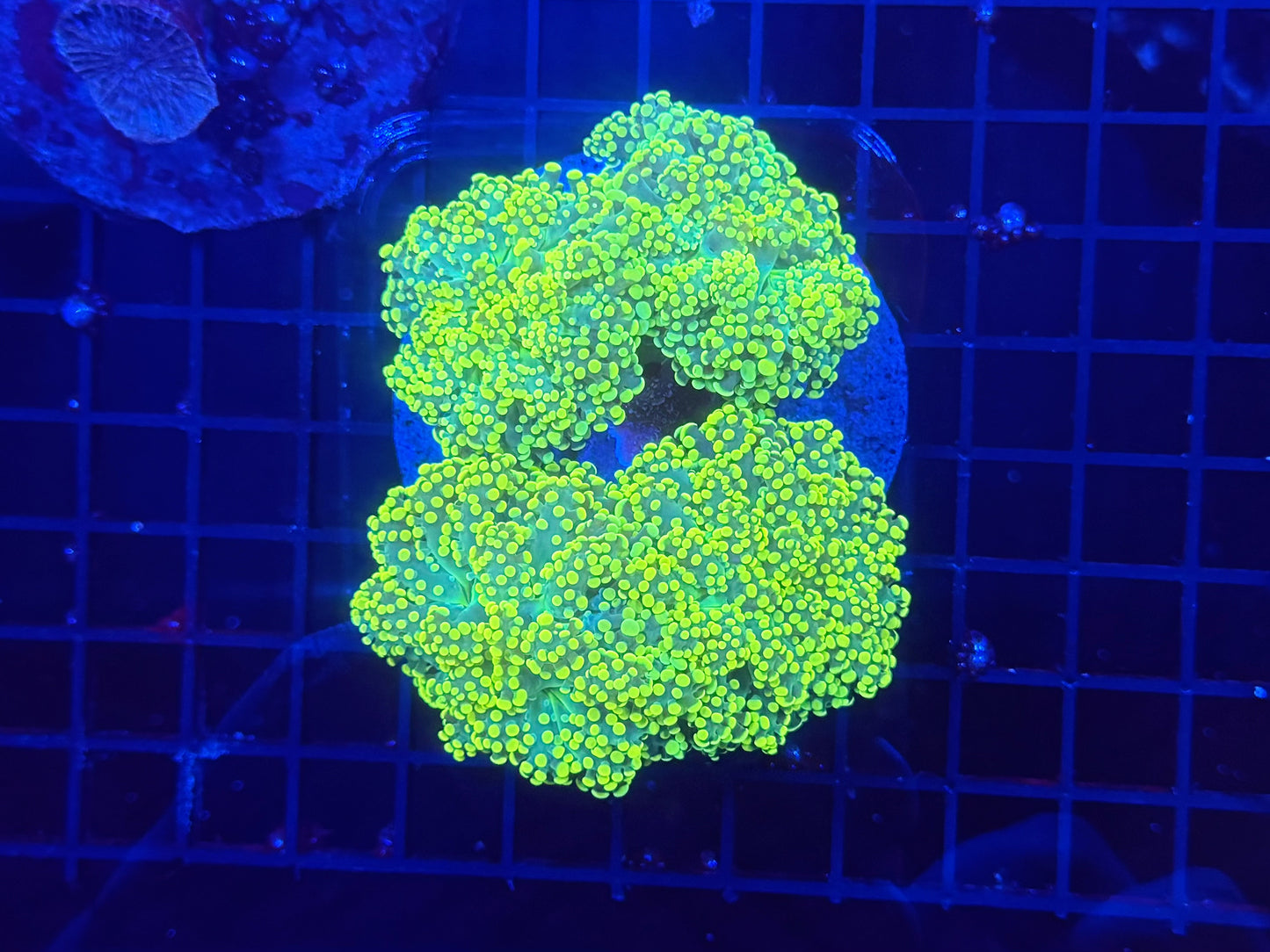 Indo frogspawn colony