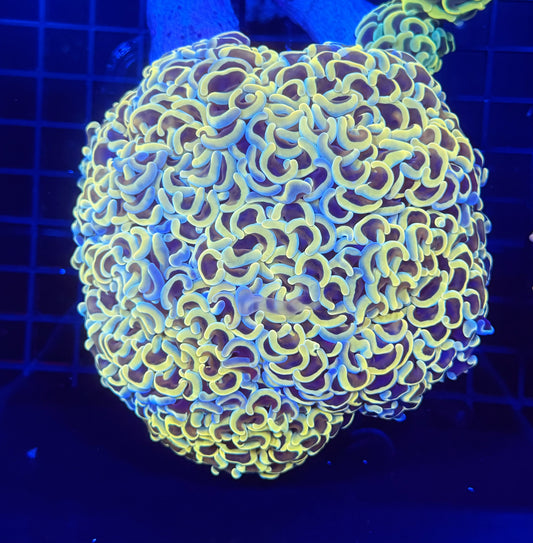 Malay fat head hammer colony