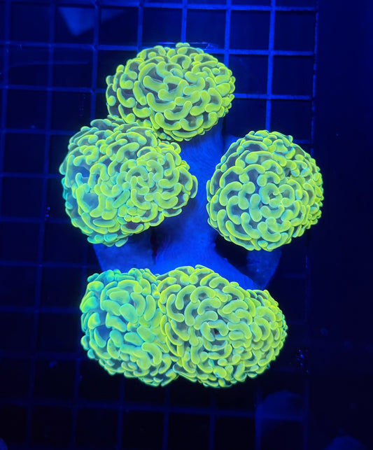 Malay fat head hammer colony