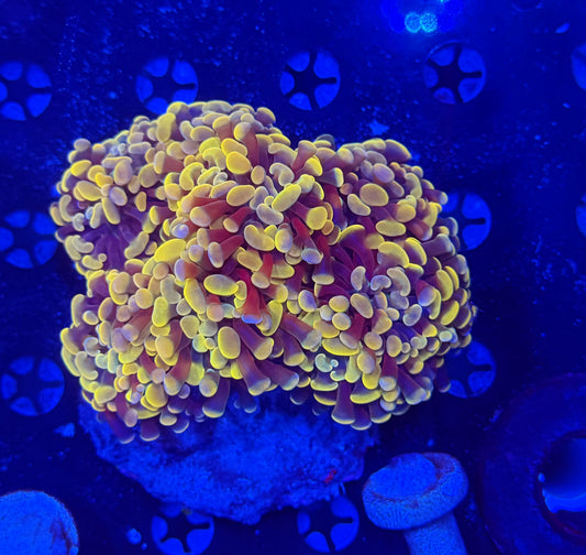 Rainbow Branching hammer colony