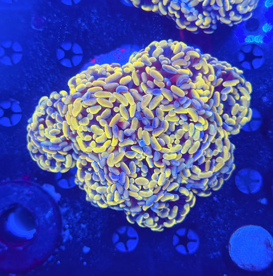 Rainbow Branching hammer colony