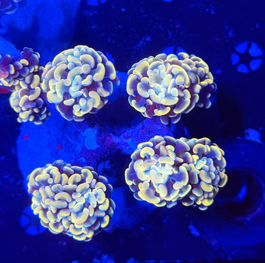 Rainbow Branching hammer colony