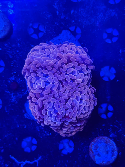 Branching hammer colony