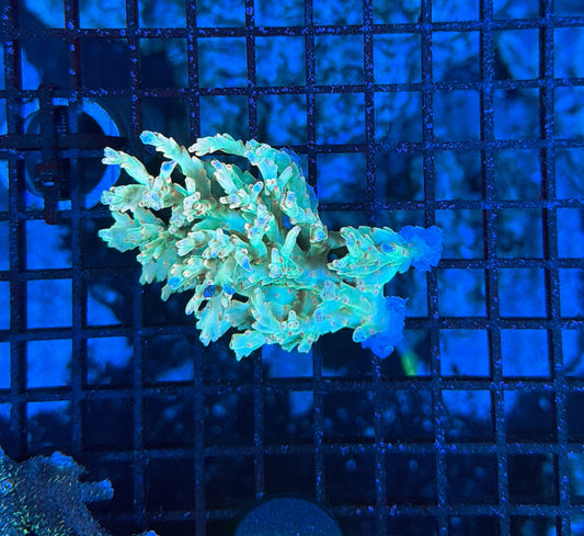 Malay Speciosa S