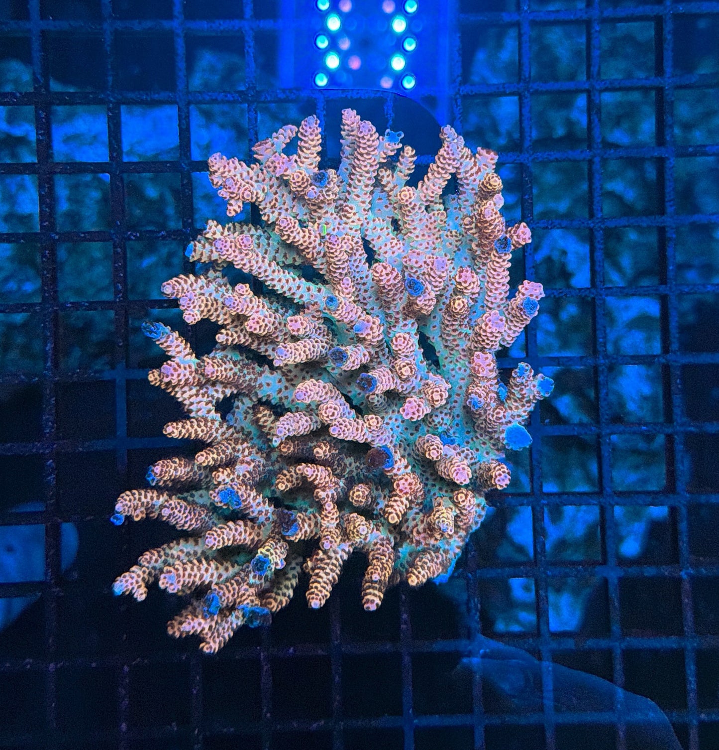 Malay Selago M