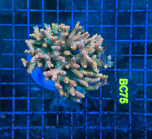 Malay Selago M