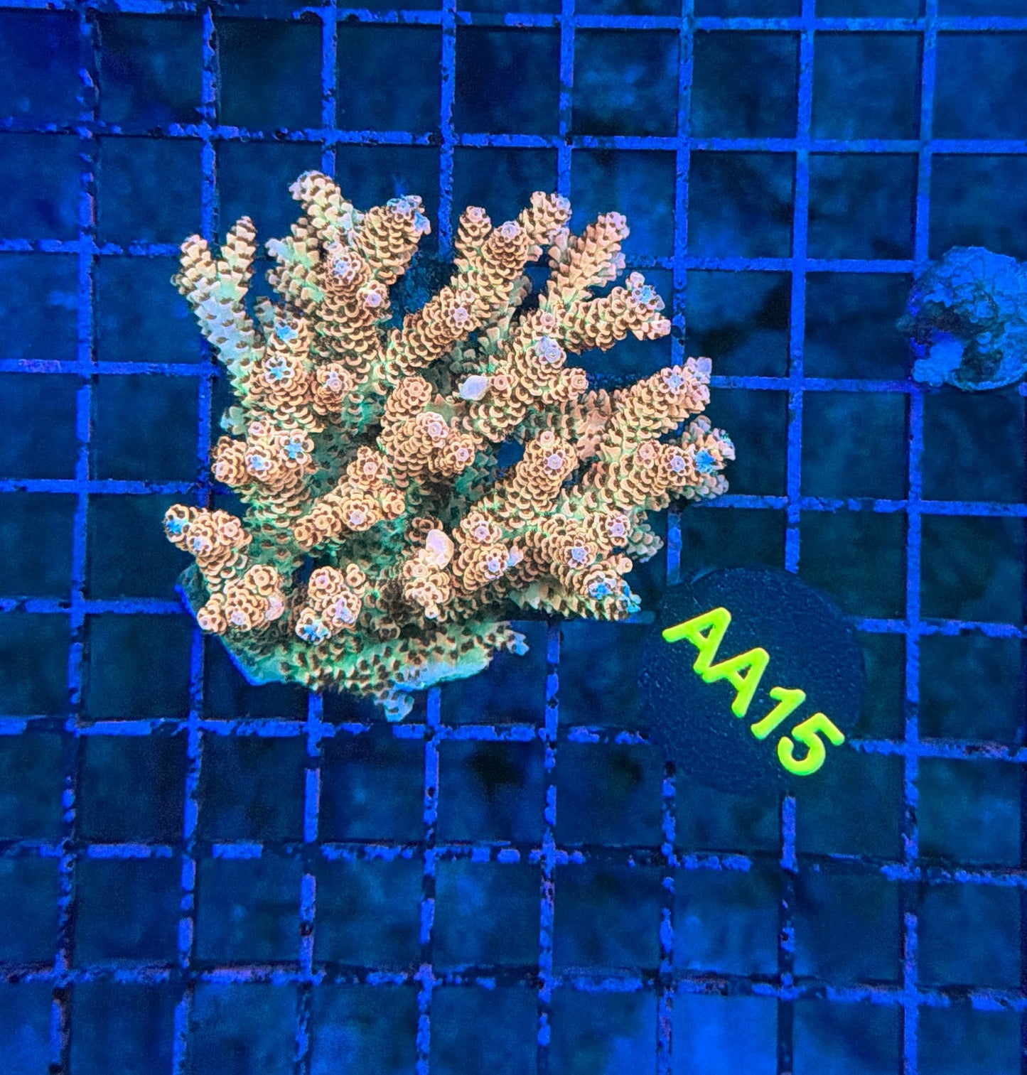 Malay Selago S