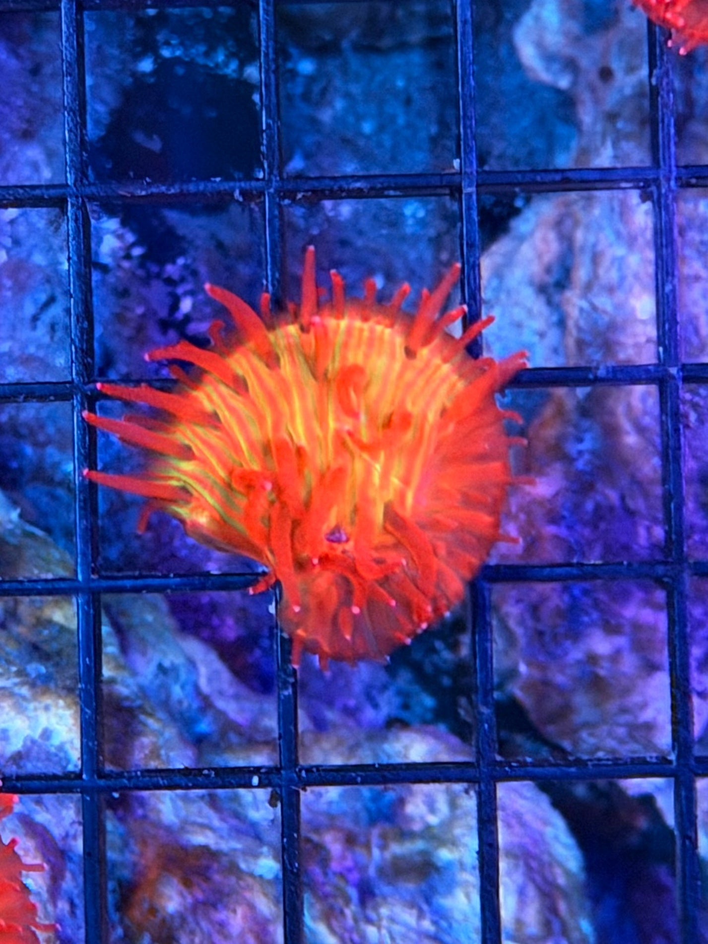 diaseris plate coral