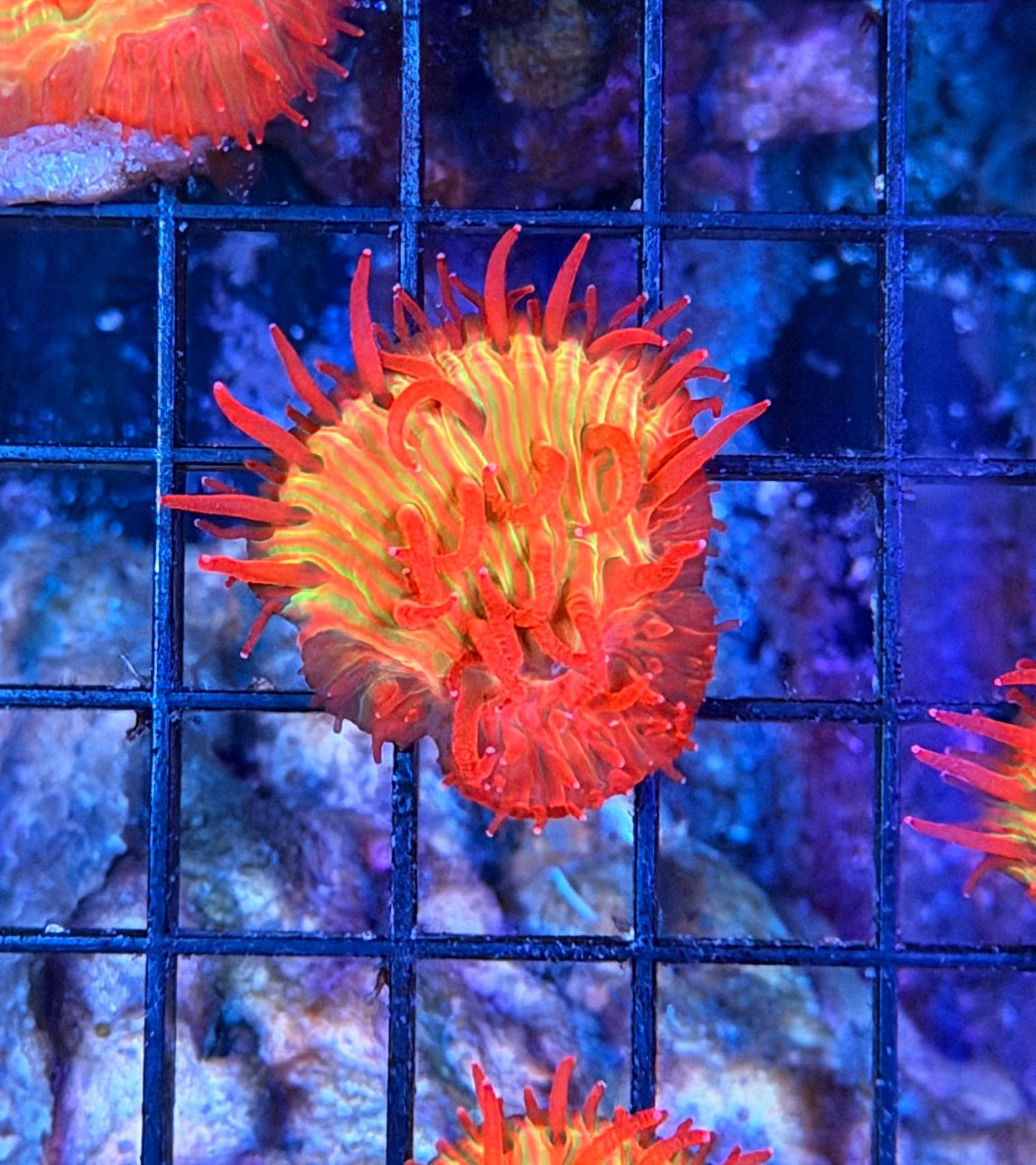 diaseris plate coral