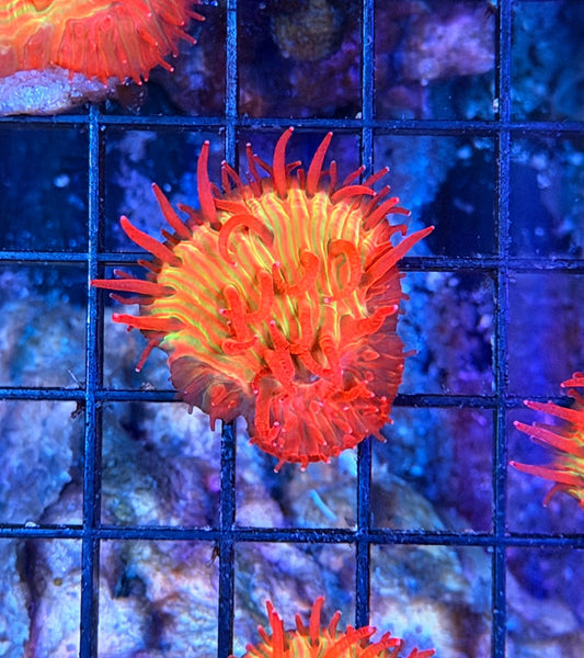 diaseris plate coral