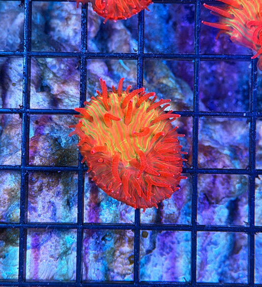 diaseris plate coral