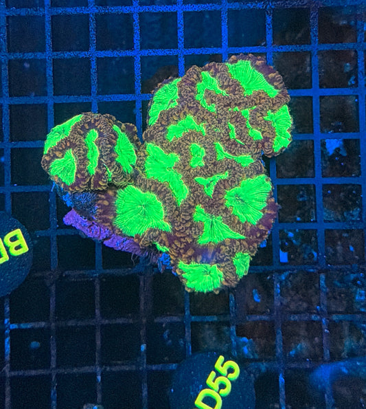 Malay Blasto